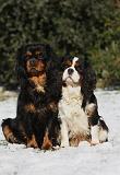 CAVALIER KING CHARLES 541